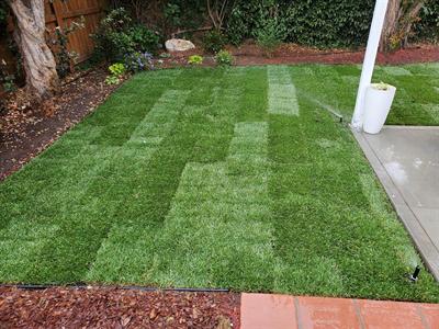New sod and lawn-edge sprinklers operating beside the patio