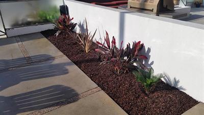 Linear planting bed with tropical plants and dark mulch