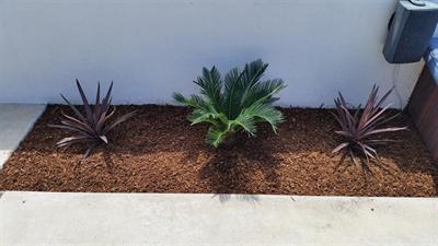 Dark mulch bed with three evenly spaced accent plants