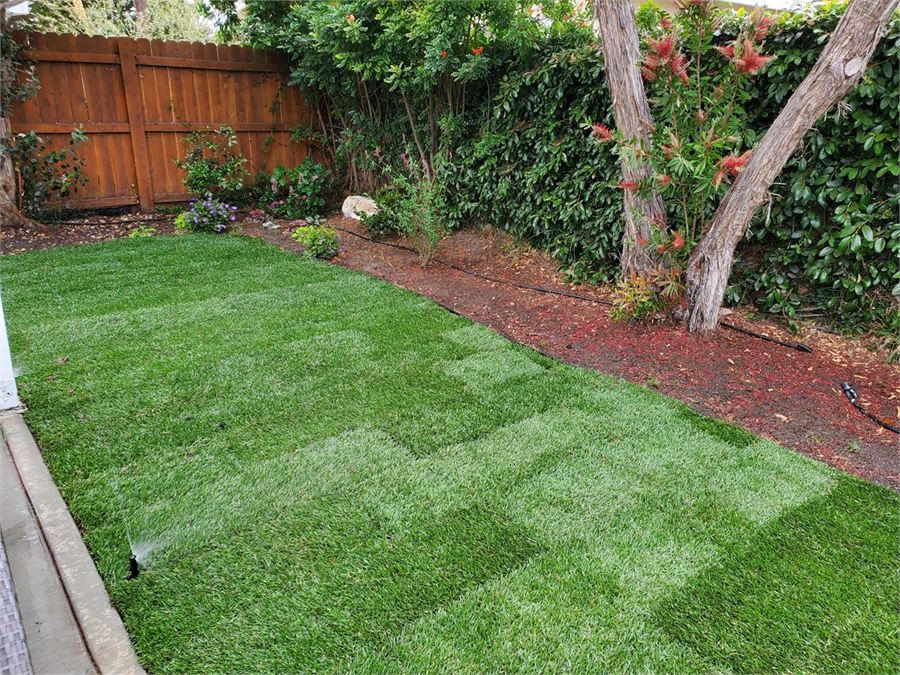 Fresh lawn installation being watered by a new sprinkler system