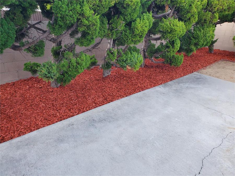 Fresh red mulch installed beneath established sculpted shrubs