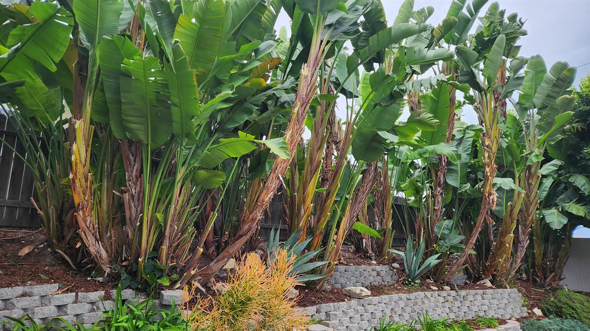 Established tropical planting above a landscape retaining wall