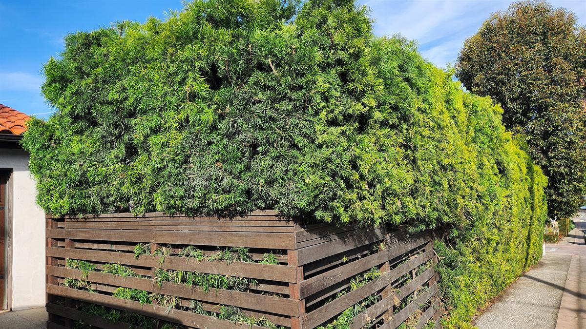 Trimmed green hedge along a wooden fence and sidewalk