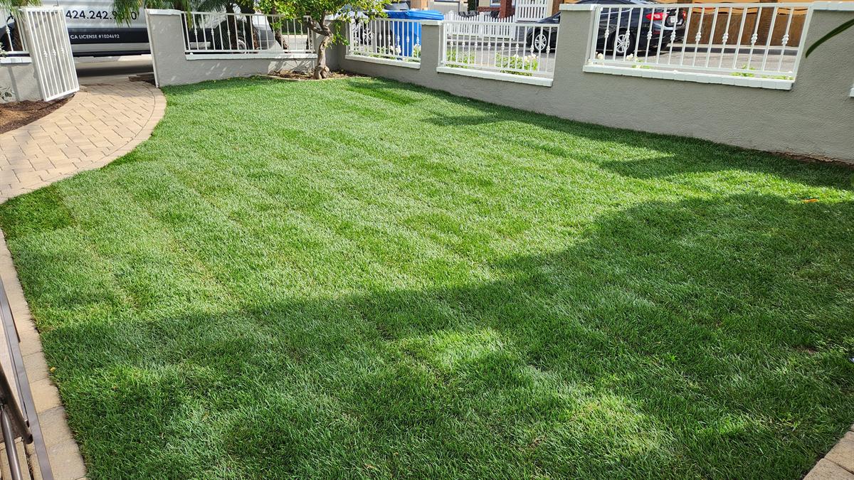 Installed green lawn beside a curved garden walkway