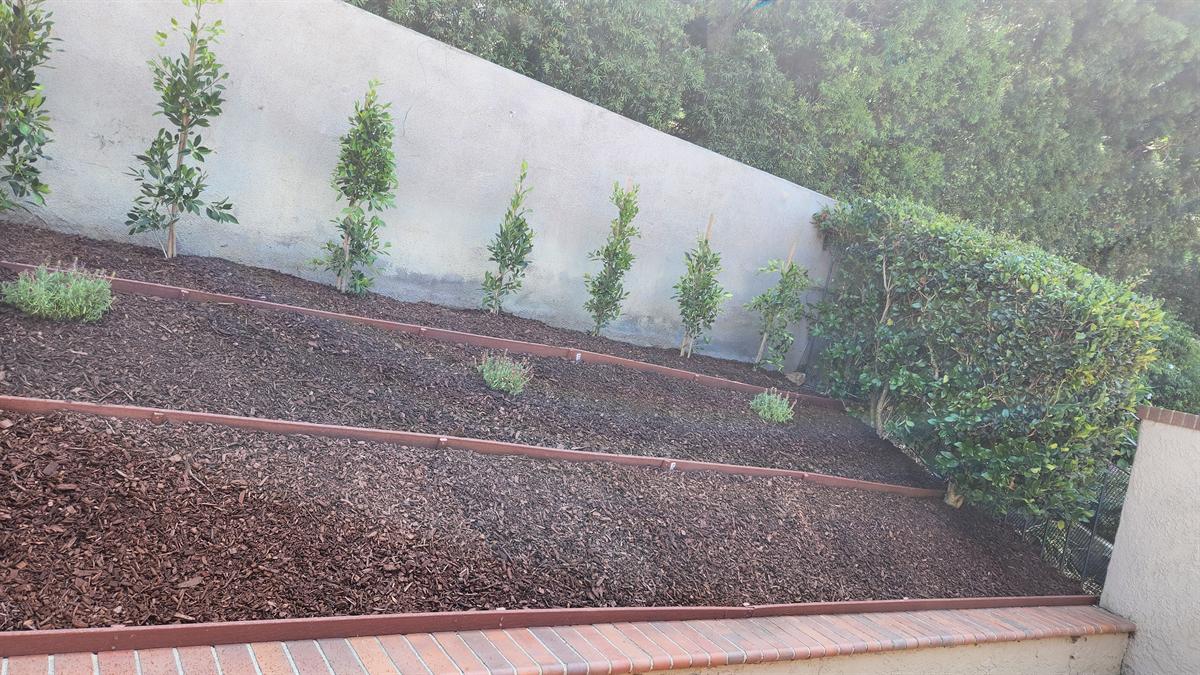 Mulched terraced planting beds with shrubs and young trees
